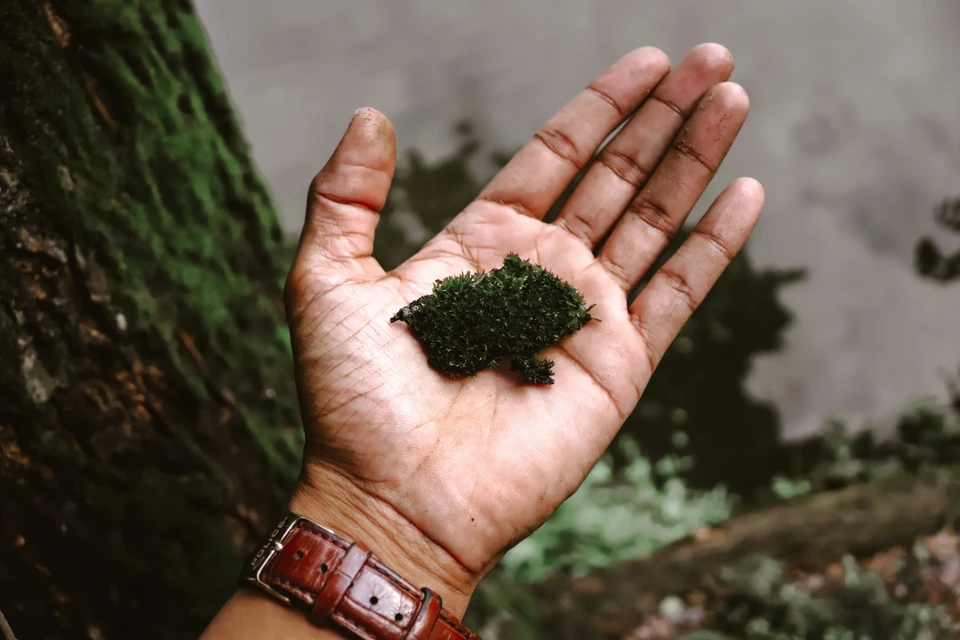 Benefits of Seaweed Extracts